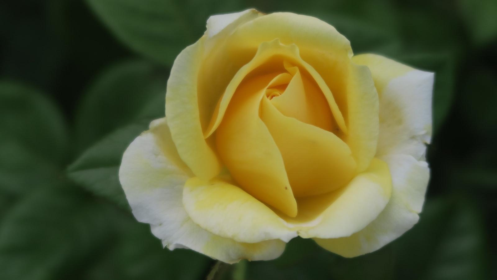 Kalbinizi Aşka Açın: Türkiye'de Şimdi Bulunan En Romantik Sinema Deneyimi