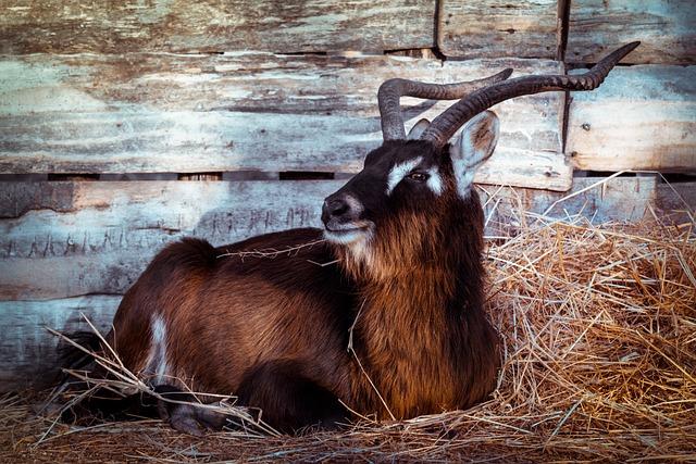 İlişkinizde Boynuzlanma ‍Deneyimini Nasıl ‍Başarıyla Uygulayabilirsiniz?