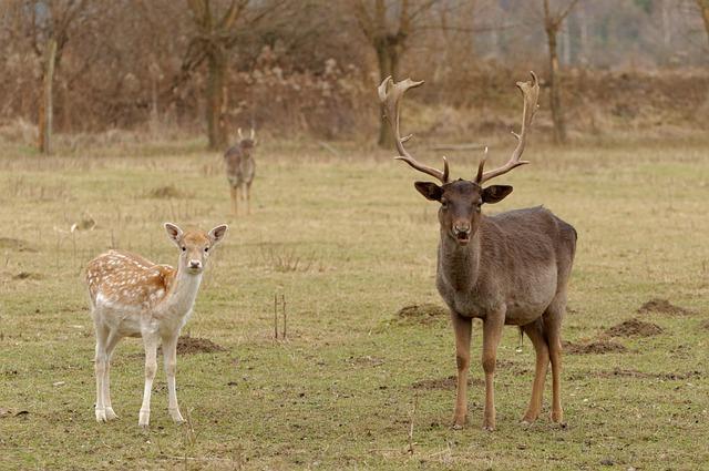 Boynuzlama‌ Deneyimini Keşfetmenin Yolları ve Detayları