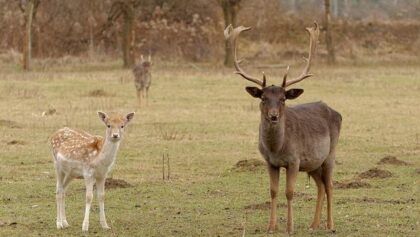 Aldatma 101 Rehberi: Erkekler Neden Bundan Hoşlanır ve Bir Erkeği Nasıl Aldatabilirsiniz